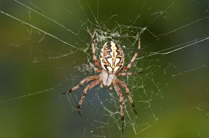 Orb-web Spider -Neoscona adianta- in its net, Lake Kerkini region, Greece, Europe Orb-web Spider -Neoscona adianta- in its net, Lake Kerkini region, Greece, Europe