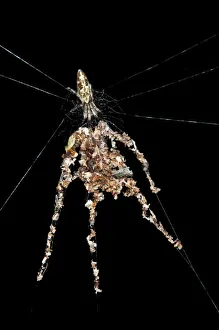 Orb-web Spider species -probably Cyclosa spec.-, building spider dummies with several Orb-web Spider species -probably Cyclosa spec.-, building spider dummies with several