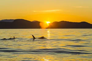 Orca Killer Whales (Orca orcinus) in sea at sunset, Pacific Northwest, USA Orca Killer Whales (Orca orcinus) in sea at sunset, Pacific Northwest, USA