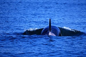 Orca Whale, Glacier National Park, Alaska Orca Whale, Glacier National Park, Alaska
