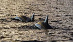 <b class=qtipBold><figcaption>Orcas in the morning light</figcaption></b><br>Orange colours reflect off the water and backs of orcas swimming at sunrise. Image was taken in the Kaldfjord area.<br><em>© Wildestanimal 2015</em> Orcas in the morning light
