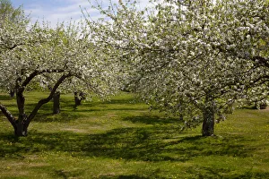 Orchard, Apple trees -Malus domestica- in blossom in spring, Bromont, Eastern Townships Orchard, Apple trees -Malus domestica- in blossom in spring, Bromont, Eastern Townships