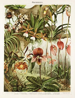 Orchid Collection: Orchid Antique Chromolithograph 1896