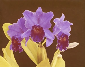 Orchid flowers on brown background, close-up Orchid flowers on brown background, close-up