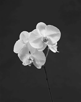 Orchid flowers against grey background, close-up Orchid flowers against grey background, close-up