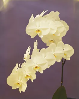 Orchid flowers on purple background, close-up Orchid flowers on purple background, close-up