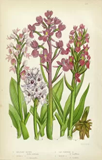 Orchid Collection: Orchid, Marsh Orchid, Military Orchid Victorian Botanical Illustration