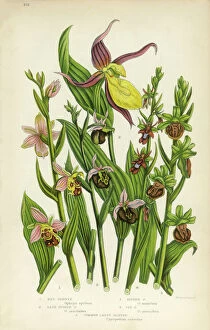 Orchid Collection: Orchid, Ophrys, Bee Ophrys, Ladyas Slipper Victorian Botanical Illustration