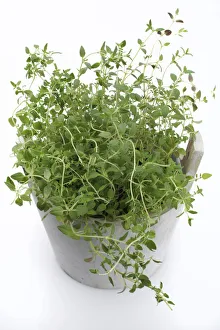Oregano -Origanum vulgare-, herb, medicinal plant Oregano -Origanum vulgare-, herb, medicinal plant