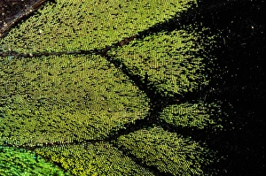 Oregon swallowtail (Papilio oregonius) wing detail Oregon swallowtail (Papilio oregonius) wing detail