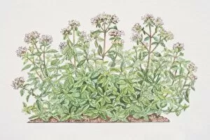 Origanum onites, Pot Marjoram or Oregano, flowering shrub