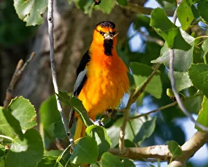 Oriole Poses With Bugs In Its Beak Oriole Poses With Bugs In Its Beak