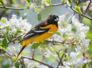 Oriole in Spring Flowers at Babylon, Long Island Oriole in Spring Flowers at Babylon, Long Island