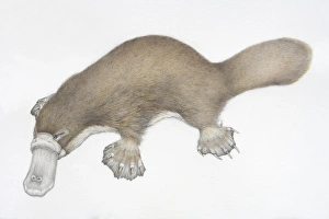 Ornithorhynchus anatinus, Duck-billed Platypus Ornithorhynchus anatinus, Duck-billed Platypus