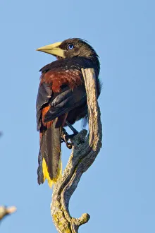 <b class=qtipBold><figcaption>Oropendola</figcaption></b><br>Crested Oropendola sitting on branch.<br><em>© Phoo Chan</em> Oropendola