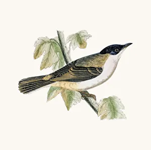 <b class=qtipBold><figcaption>Orphean warbler</figcaption></b><br>A photograph of an original hand-colored engraving from The History of British Birds by Morris published in 1853-1891.<br><em>© mashuk</em> Orphean warbler