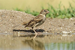 Ortolan Bunting -Emberiza hortulana- standing at the waters edge, Northern Bulgaria Ortolan Bunting -Emberiza hortulana- standing at the waters edge, Northern Bulgaria