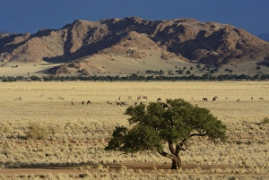 Oryx antilopes -Oryx- grazing in a steppe landscape or veldt, Namib, Hardap Region Oryx antilopes -Oryx- grazing in a steppe landscape or veldt, Namib, Hardap Region