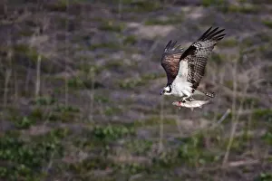 <b class=qtipBold><figcaption>Osprey</figcaption></b><br>Close up of Ed Levin catching Osprey.<br><em>© Phoo Chan</em> Osprey