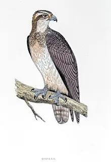 <b class=qtipBold><figcaption>Osprey bird 19 century illustration</figcaption></b><br>A photograph of an original hand-colored engraving from The History of British Birds by Morris published in 1853.<br><em>© mashuk</em> Osprey bird 19 century illustration