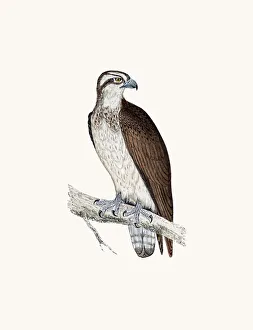 <b class=qtipBold><figcaption>Osprey bird of prey</figcaption></b><br>A photograph of an original hand-colored engraving from The History of British Birds by Morris published in 1853-1891.<br><em>© mashuk</em> Osprey bird of prey