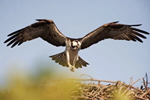 Images Dated 5th July 2014: Osprey descending on nest