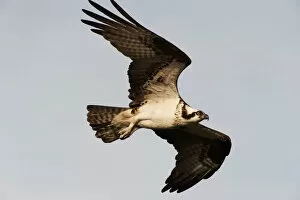Images Dated 28th June 2014: Osprey in flight