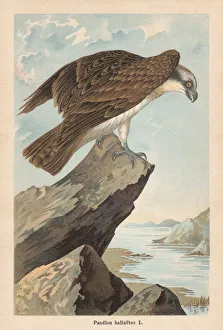 Osprey (Pandion haliaetus), chromolithograph, published in 1896 Osprey (Pandion haliaetus), chromolithograph, published in 1896