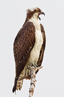<b class=qtipBold><figcaption>Osprey sitting on branch</figcaption></b><br>Osprey sitting on branch.<br><em>© Phoo Chan</em> Osprey sitting on branch