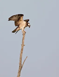 <b class=qtipBold><figcaption>Osprey on treetop</figcaption></b><br>photography, Jim Cumming Photography, 532934572<br><em>© Jim Cumming</em> Osprey on treetop