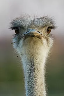 Images Dated 21st February 2009: Ostrich portrait