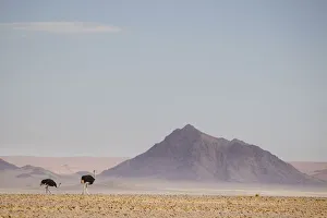 Ostrich, Struthio camelus, in scenic landscape, Namib-Naukluft National Park Ostrich, Struthio camelus, in scenic landscape, Namib-Naukluft National Park