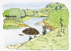 Otter building dam in stream meandering through forest land Otter building dam in stream meandering through forest land