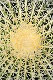 Overhead View of a Mother-in-laws Chair (Echinocactus grusonii) Overhead View of a Mother-in-laws Chair (Echinocactus grusonii)