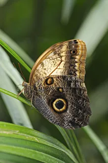 Owl Butterfly -Caligo eurilochus-, tropical butterfly, South America Owl Butterfly -Caligo eurilochus-, tropical butterfly, South America