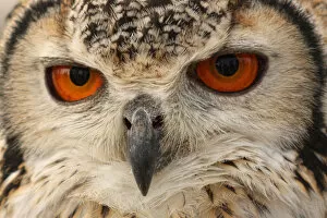 Images Dated 20th September 2009: Owl eyes