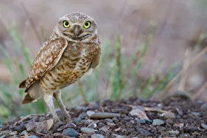 <b class=qtipBold><figcaption>Owl in portrait</figcaption></b><br>Burrowing Owl in portrait.<br><em>© Phoo Chan</em> Owl in portrait