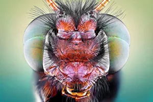 <b class=qtipBold><figcaption>Owlfly</figcaption></b><br>Insects On Earth, 584487763<br><em>© Donald Jusa</em> Owlfly