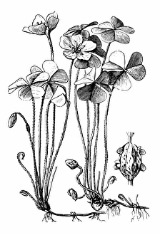 Oxalis corniculata (creeping woodsorrel, sleeping beauty) Oxalis corniculata (creeping woodsorrel, sleeping beauty)