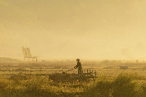 Oxen cart and a farmhand working in a rice paddy, morning mood, Ngapali Beach, Thandwe Oxen cart and a farmhand working in a rice paddy, morning mood, Ngapali Beach, Thandwe