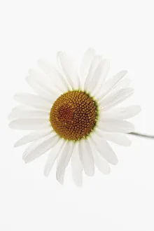 Still Life of Daisy