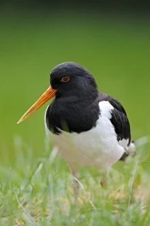 Oystercatcher or Common Pied Oystercatcher -Haematopus ostralegus- Oystercatcher or Common Pied Oystercatcher -Haematopus ostralegus-