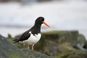 <b class=qtipBold><figcaption>Oystercatcher (Haematopus ostralegu)</figcaption></b><br><em>© This content is subject to copyright.</em> Oystercatcher (Haematopus ostralegu)