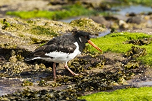 Oystercatcher -Haematopus ostralegus-, Northumberland, England, United Kingdom Oystercatcher -Haematopus ostralegus-, Northumberland, England, United Kingdom