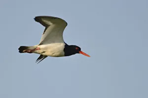 Oystercatcher -Haematopus ostralegus- in flight, Buren, Ameland, The Netherlands Oystercatcher -Haematopus ostralegus- in flight, Buren, Ameland, The Netherlands