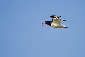 Oystercatcher -Haematopus ostralegus- in flight, Texel, The Netherlands Oystercatcher -Haematopus ostralegus- in flight, Texel, The Netherlands