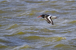Oystercatcher -Haematopus ostralegus- in flight, Texel, The Netherlands