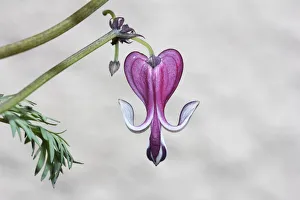 Pacific Bleeding Heart -Dicentra formosa-, Germany Pacific Bleeding Heart -Dicentra formosa-, Germany