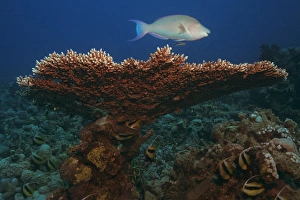 Pacific Longnose Parrotfish swimming over Giant Table Coral (Acropora Hyacinthus) Pacific Longnose Parrotfish swimming over Giant Table Coral (Acropora Hyacinthus)