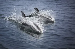 <b class=qtipBold><figcaption>Pacific White-Sided Dolphins</figcaption></b><br>A pair of pacific white-sided dolphins swim through a wave in Monterey Bay, California.<br><em>© 2016 Chase Dekker Wild-Life Images</em> Pacific White-Sided Dolphins